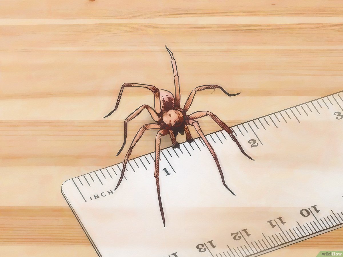 Araña de rincón depositando huevos en tela