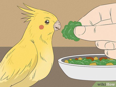Ninfas consumiendo una variedad de alimentos frescos