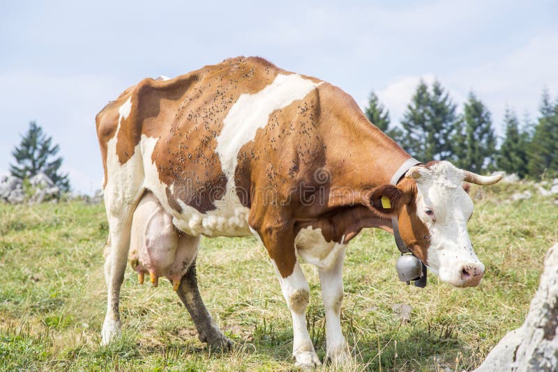 Cómo recuperar una vaca flaca y mejorar su salud