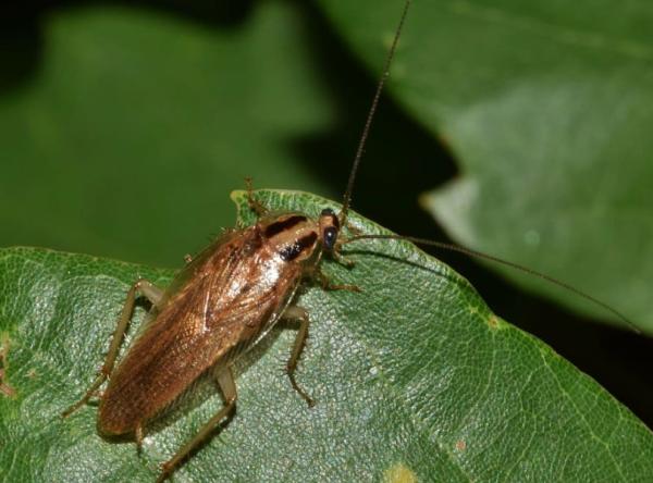 Cucaracha adaptándose a diferentes condiciones ambientales