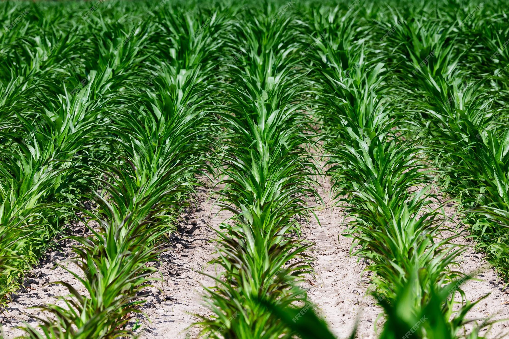 Suelo saludable con plantas vibrantes y verdes
