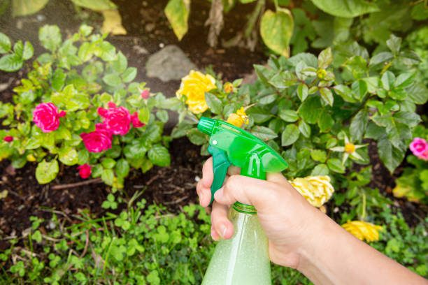 Imagen de persona aplicando insecticida casero