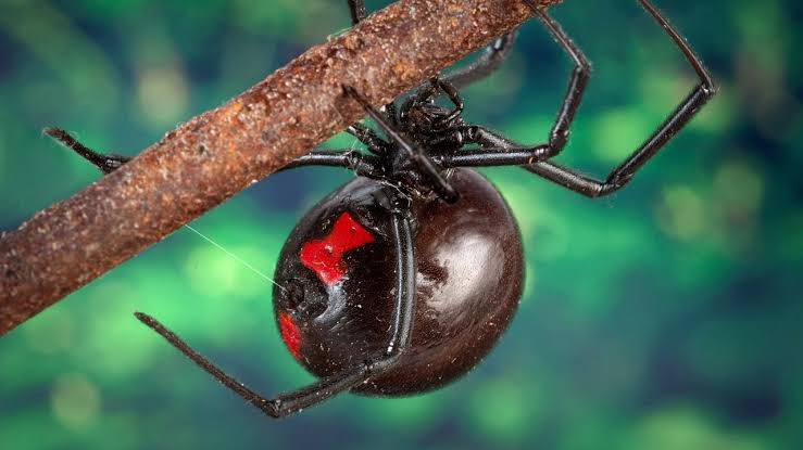 Viuda negra en su hábitat natural