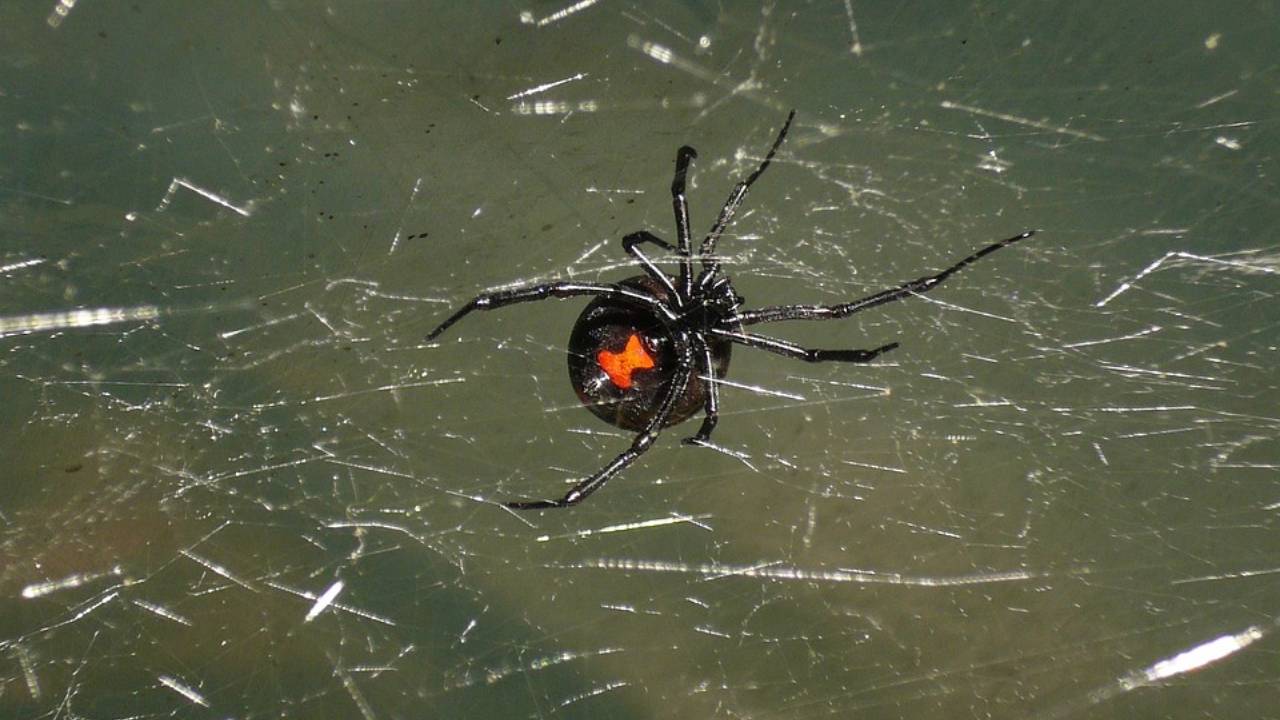 Imagen de una viuda negra en su telaraña