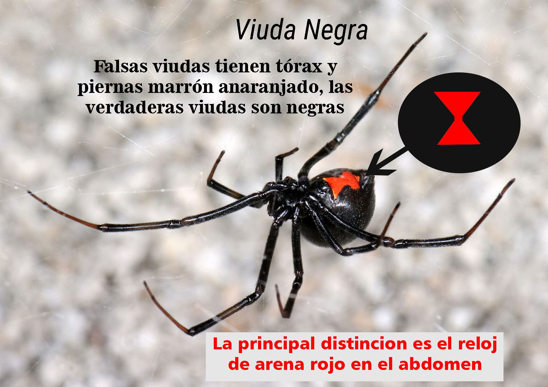 Crías de viuda negra explorando su entorno