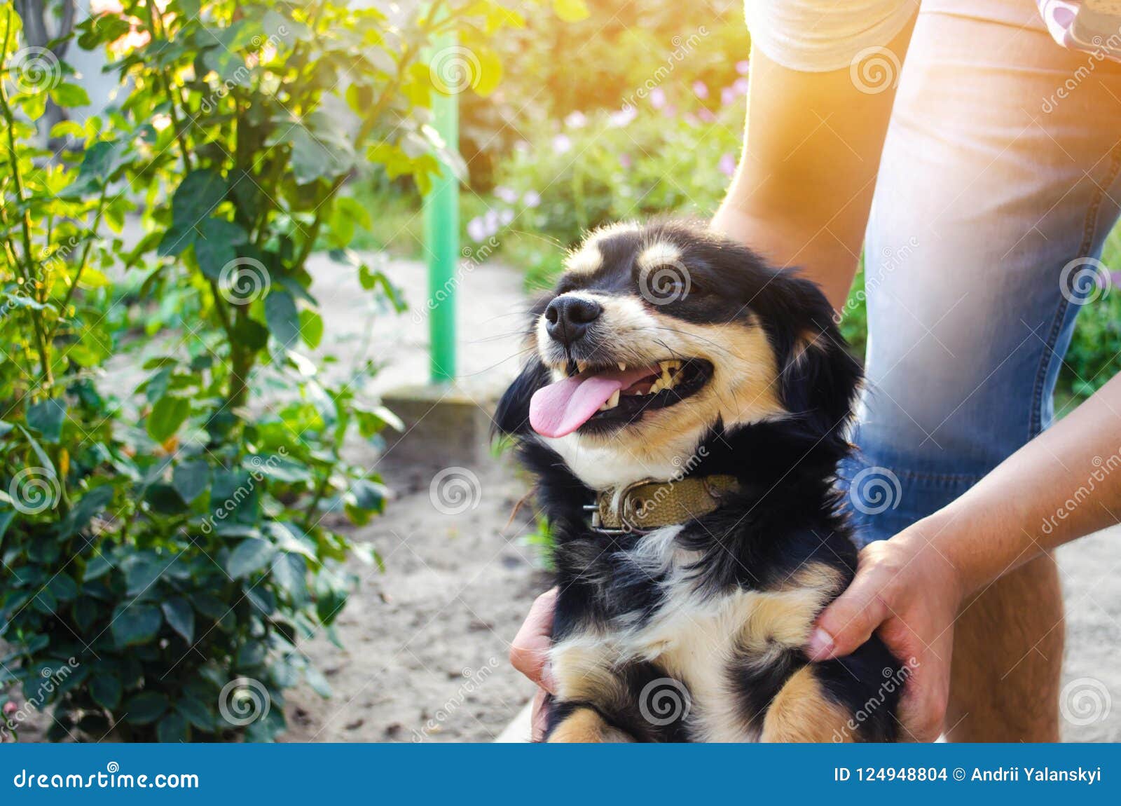 Perro feliz jugando en el jardín